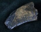 T-Rex (Tyrannosaurus rex) Tooth - Feeding Damage #14839-2